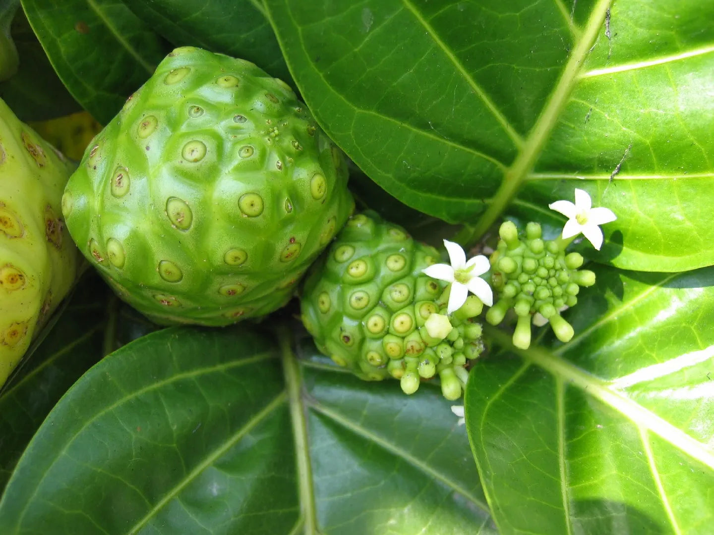 🌿 Noni 3000 mg – Vitalité & Équilibre Naturel